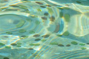 DSC_0083 (Large).JPG