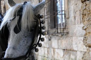 DSC_0452 (Large).JPG