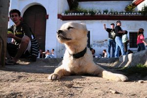 DSC_2525 (Large).JPG